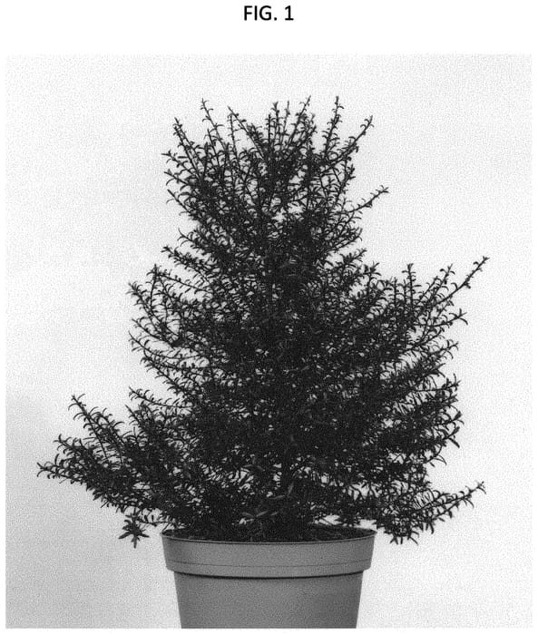Figure 1 of US plant patent PP32581, the photograph of RUYLEPLAR printed in the patent.