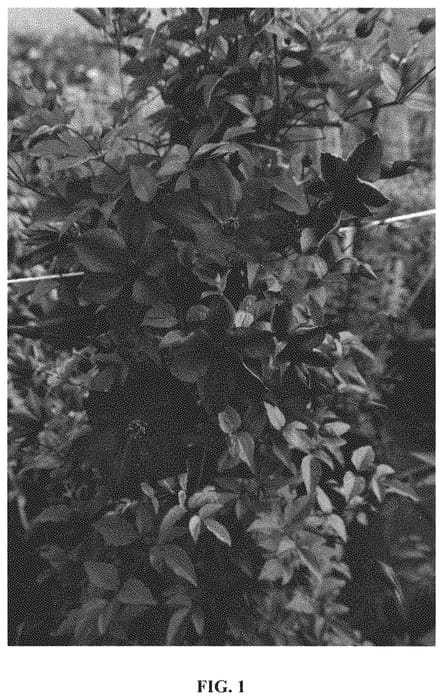 Figure 1 of US plant patent PP32582, the photograph of Zo11112 printed in the patent.