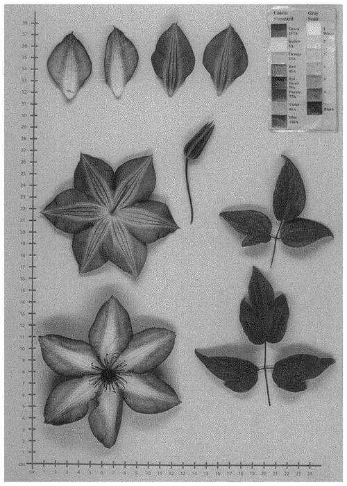 Figure 1 of US plant patent PP32583, the photograph of UTOP013 printed in the patent.