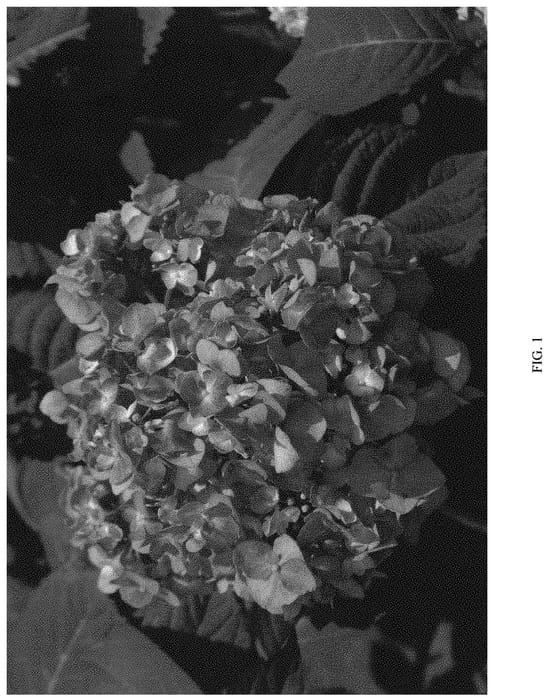 Figure 1 of US plant patent PP32584, the photograph of COF-HM3 printed in the patent.