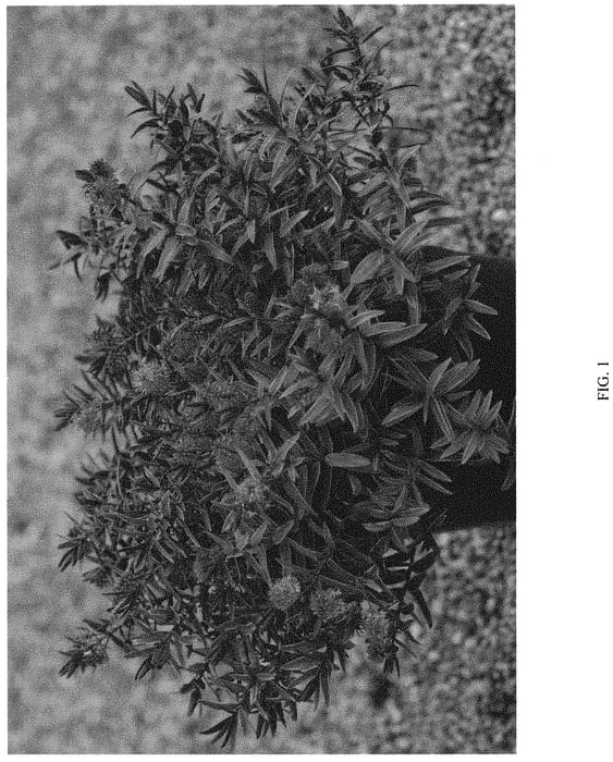 Figure 1 of US plant patent PP32585, the photograph of HEBANN05 printed in the patent.