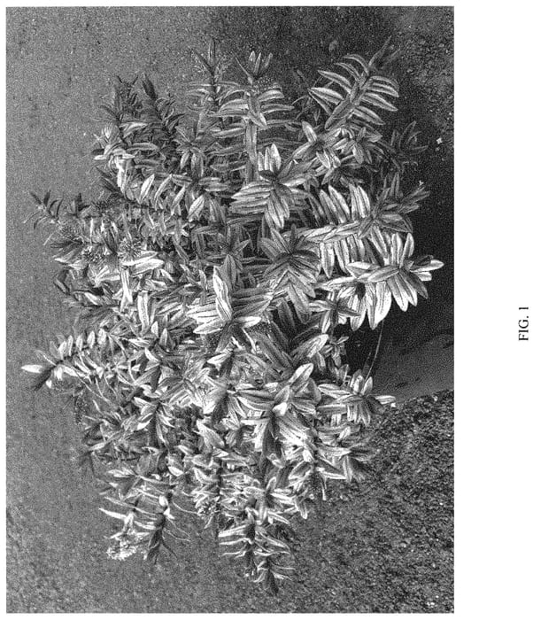 Figure 1 of US plant patent PP32586, the photograph of HEBANN03 printed in the patent.