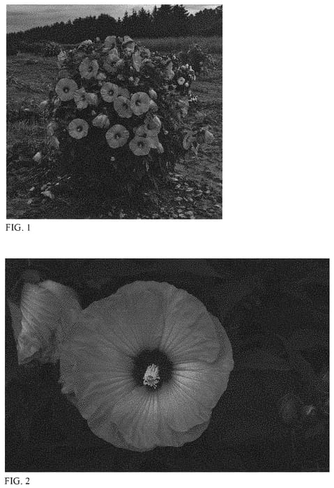 Figure 1 of US plant patent PP32587, the photograph of Candy Crush printed in the patent.