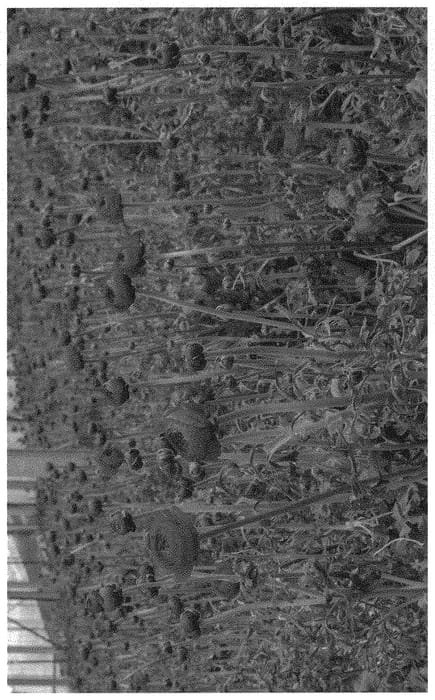 Figure 1 of US plant patent PP32588, the photograph of ABGUNRAY printed in the patent.