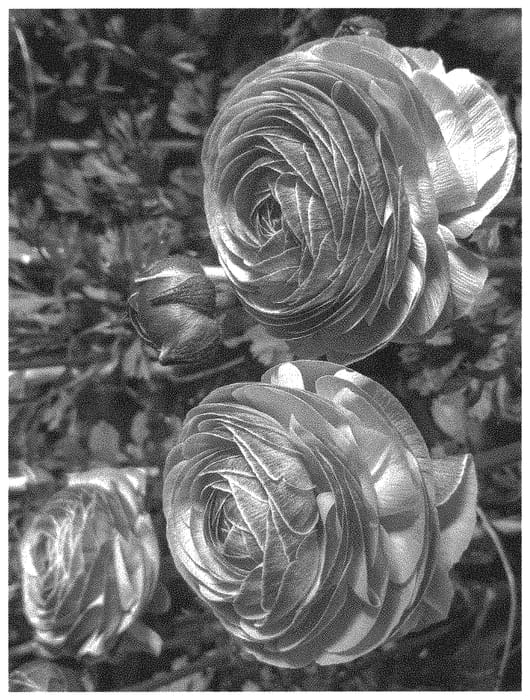 Figure 1 of US plant patent PP32590, the photograph of ABORIONE printed in the patent.