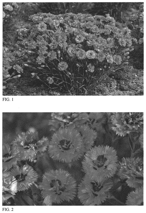 Figure 1 of US plant patent PP32591, the photograph of Goody Gumdrops printed in the patent.