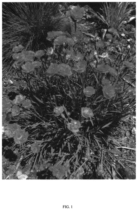 Figure 1 of US plant patent PP32592, the photograph of PINK FIRE printed in the patent.