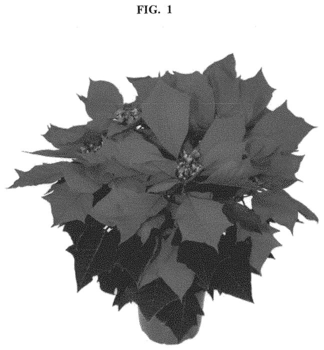 Figure 1 of US plant patent PP32593, the photograph of Rineab printed in the patent.