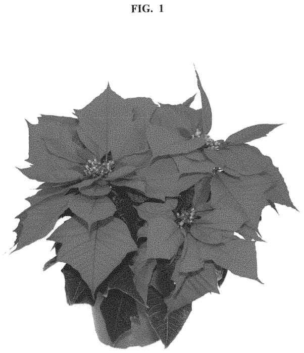 Figure 1 of US plant patent PP32594, the photograph of Rinean printed in the patent.