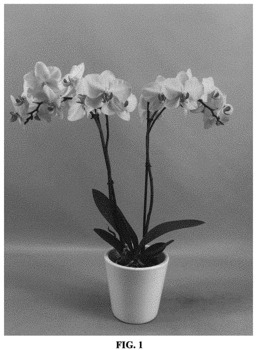 Figure 1 of US plant patent PP32595, the photograph of PHALHOCH printed in the patent.