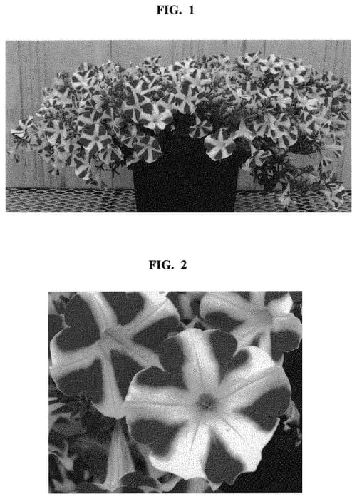 Figure 1 of US plant patent PP32596, the photograph of Sunpetu 882 printed in the patent.