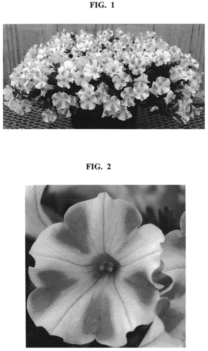 Figure 1 of US plant patent PP32597, the photograph of Sunpetu 761 printed in the patent.