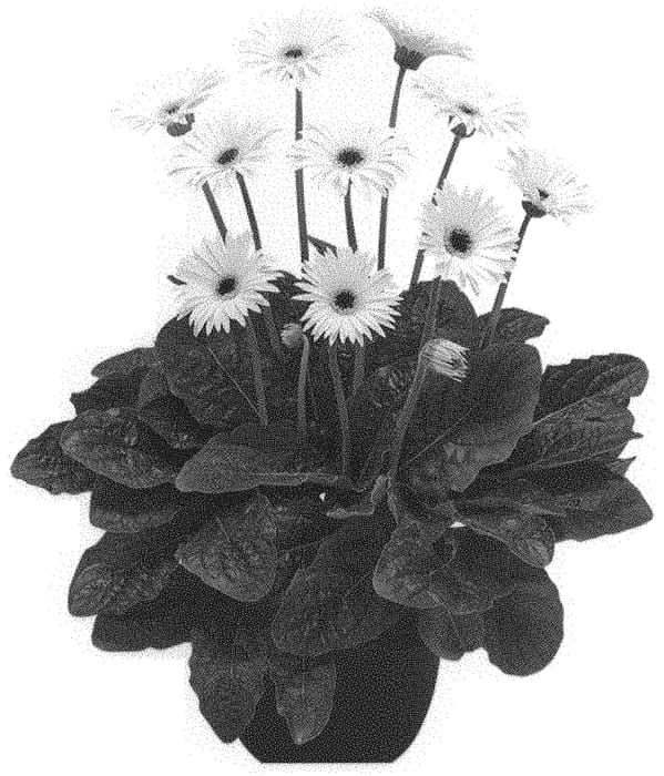 Figure 1 of US plant patent PP32598, the photograph of Sweet Frosting printed in the patent.