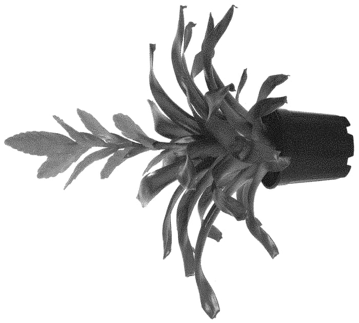 Figure 1 of US plant patent PP32599, the photograph of FLARE printed in the patent.
