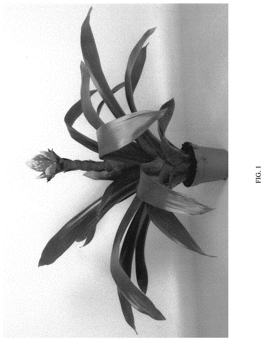 Figure 1 of US plant patent PP32600, the photograph of CROWN printed in the patent.