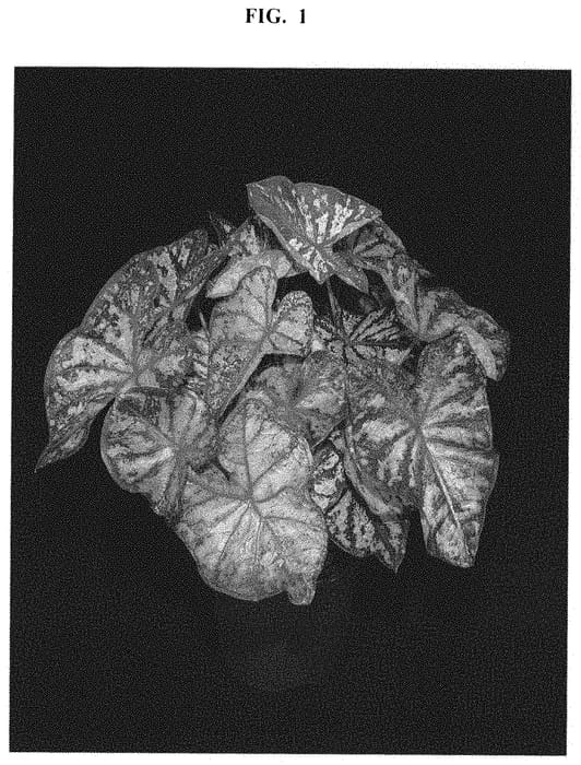 Figure 1 of US plant patent PP32601, the photograph of WCH PK 158-22 printed in the patent.