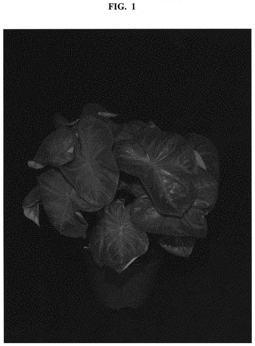 Figure 1 of US plant patent PP32602, the photograph of JPD OF14-457 printed in the patent.