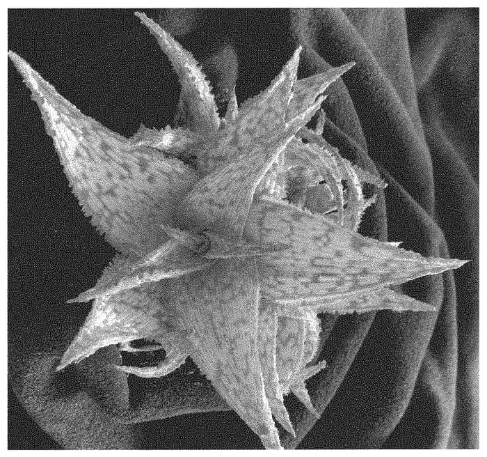 Figure 1 of US plant patent PP32603, the photograph of MAUNA KEA printed in the patent.