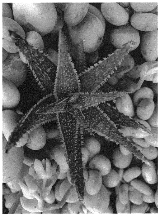 Figure 1 of US plant patent PP32604, the photograph of PURPLE HAZE printed in the patent.