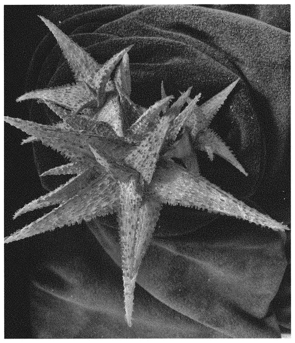Figure 1 of US plant patent PP32605, the photograph of PURPLE PEOPLE EATER printed in the patent.