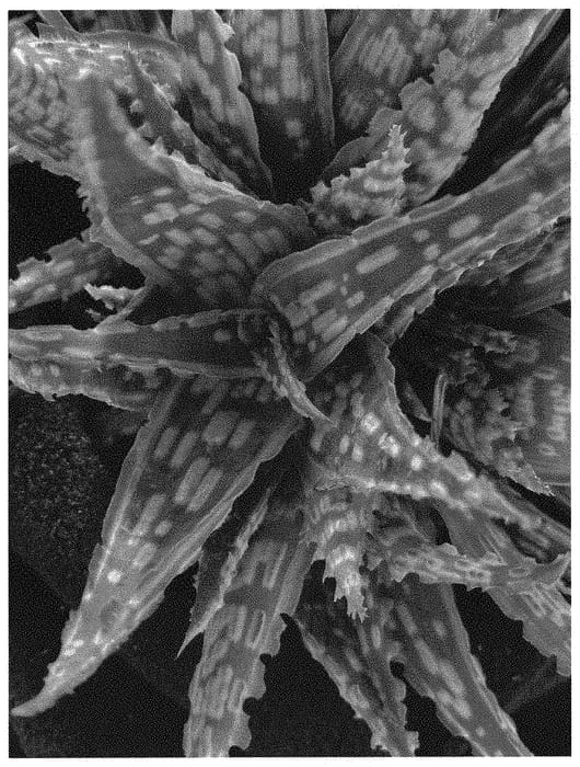 Figure 1 of US plant patent PP32606, the photograph of KRAKATOA printed in the patent.