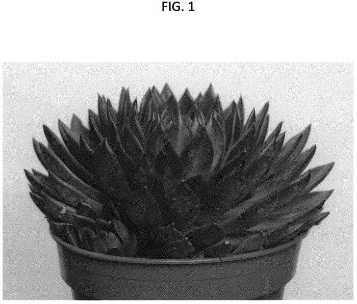 Figure 1 of US plant patent PP32607, the photograph of TSAECH1910 printed in the patent.