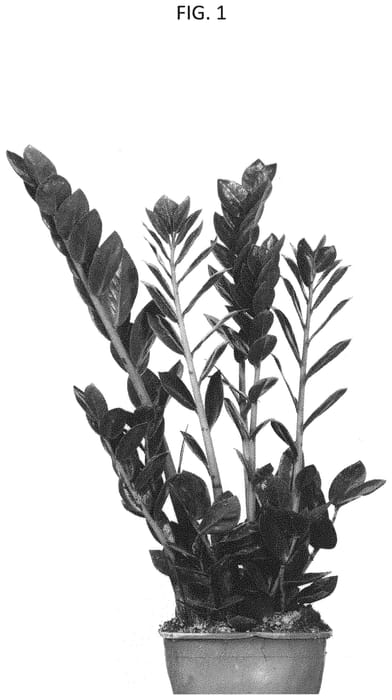 Figure 1 of US plant patent PP32608, the photograph of DUYZAM1801 printed in the patent.