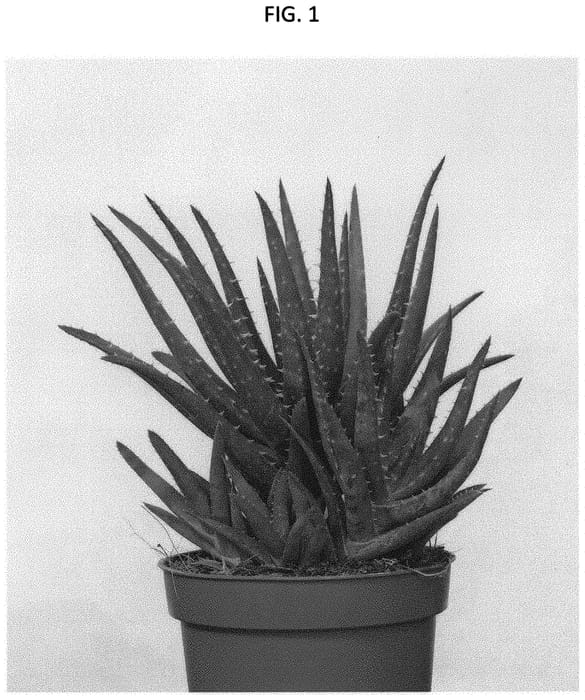 Figure 1 of US plant patent PP32609, the photograph of NEDALVER printed in the patent.