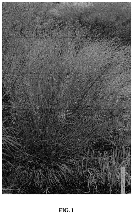 Figure 1 of US plant patent PP32610, the photograph of Whirlwind printed in the patent.