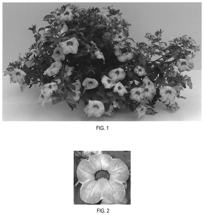Figure 1 of US plant patent PP32611, the photograph of Balchadotin printed in the patent.