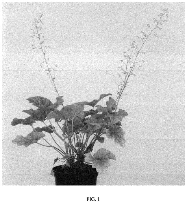 Figure 1 of US plant patent PP32612, the photograph of Happy Flames printed in the patent.
