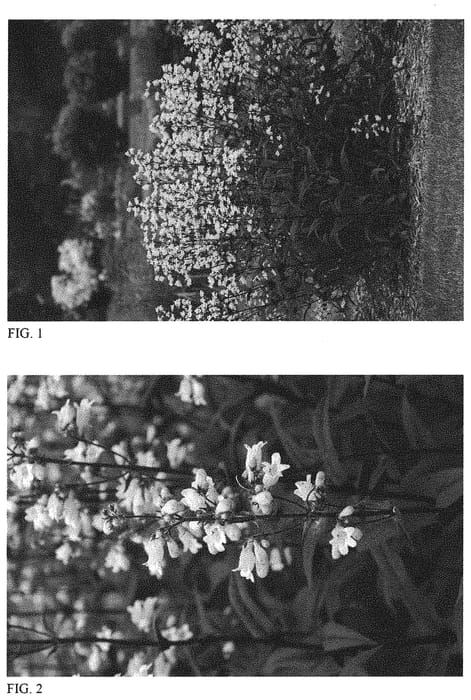 Figure 1 of US plant patent PP32613, the photograph of Onyx and Pearls printed in the patent.
