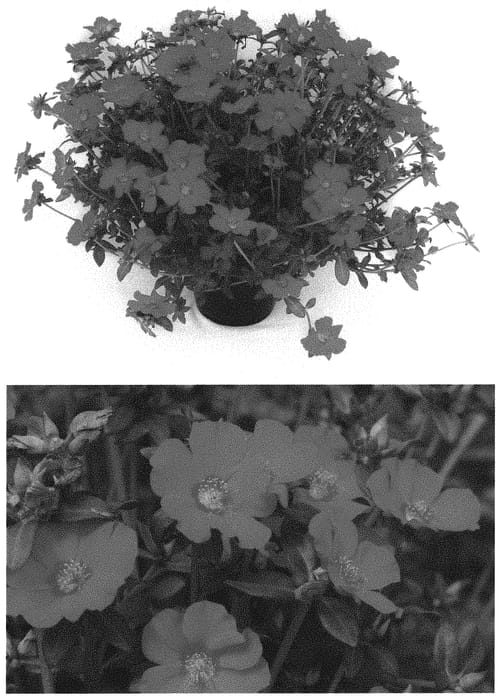 Figure 1 of US plant patent PP32614, the photograph of DPORMOJAFU printed in the patent.