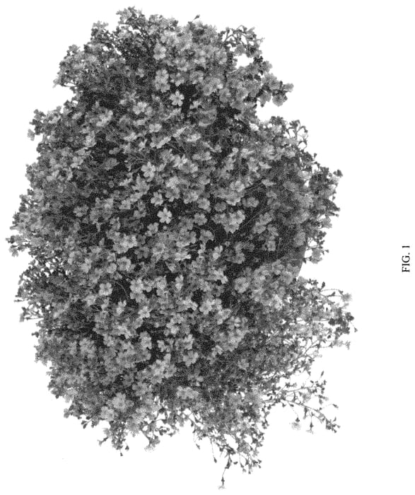 Figure 1 of US plant patent PP32615, the photograph of DJAMGOL printed in the patent.