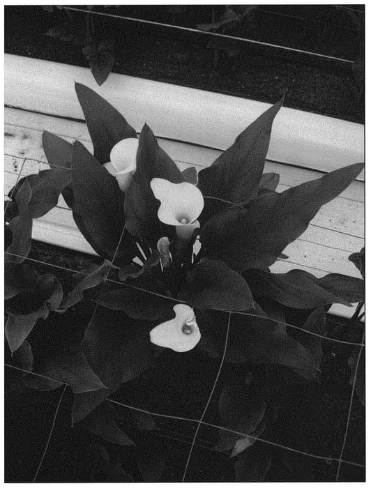 Figure 1 of US plant patent PP32616, the photograph of Alice Springs printed in the patent.