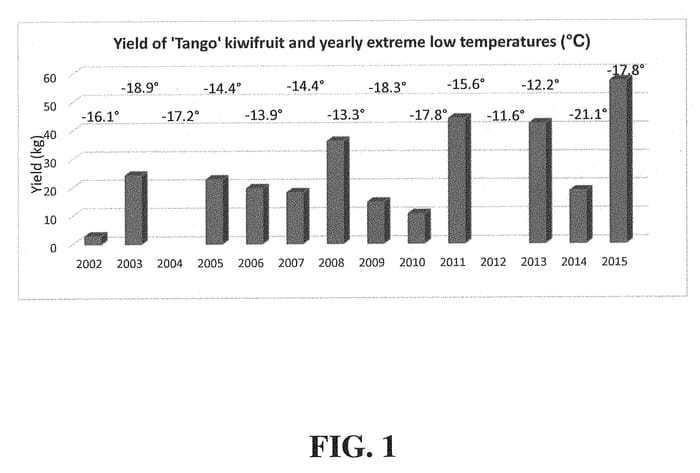 Figure 1 of US plant patent PP32617, the photograph of Tango printed in the patent.