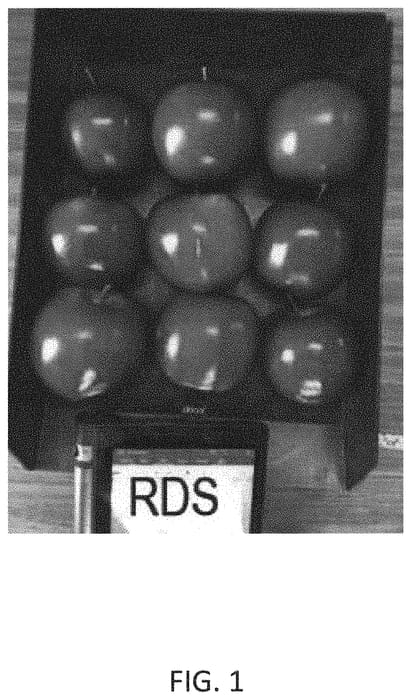 Figure 1 of US plant patent PP32618, the photograph of RDS printed in the patent.