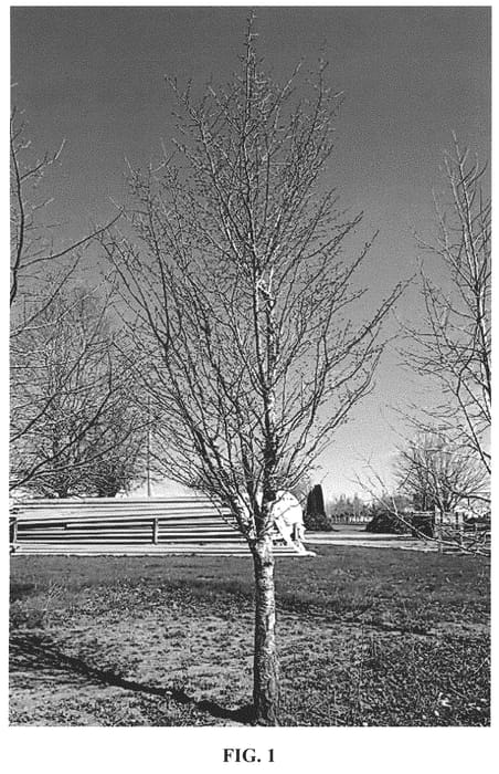 Figure 1 of US plant patent PP32619, the photograph of JFS KW21PS printed in the patent.