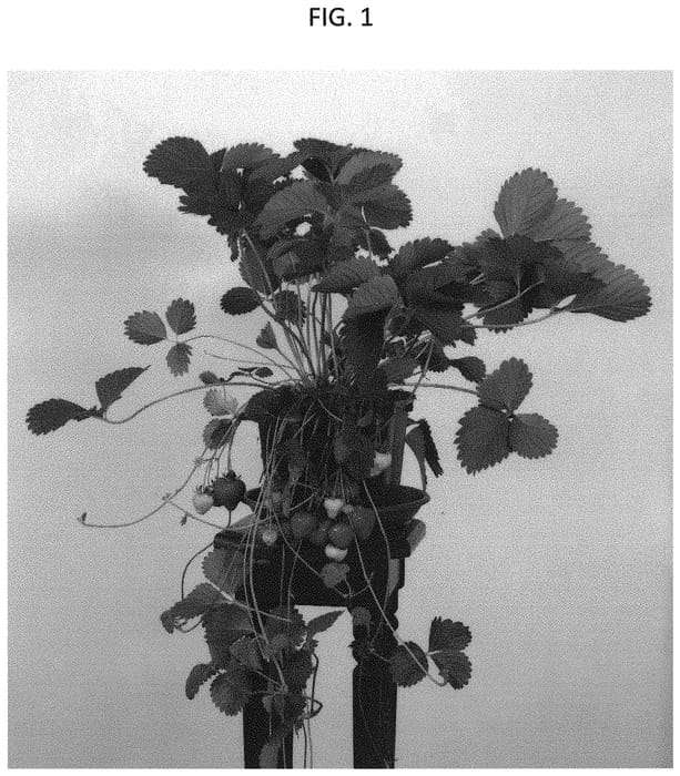 Figure 1 of US plant patent PP32620, the photograph of Falco printed in the patent.