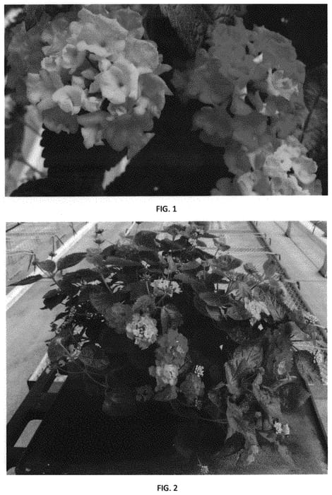 Figure 1 of US plant patent PP32621, the photograph of LANZ0019 printed in the patent.