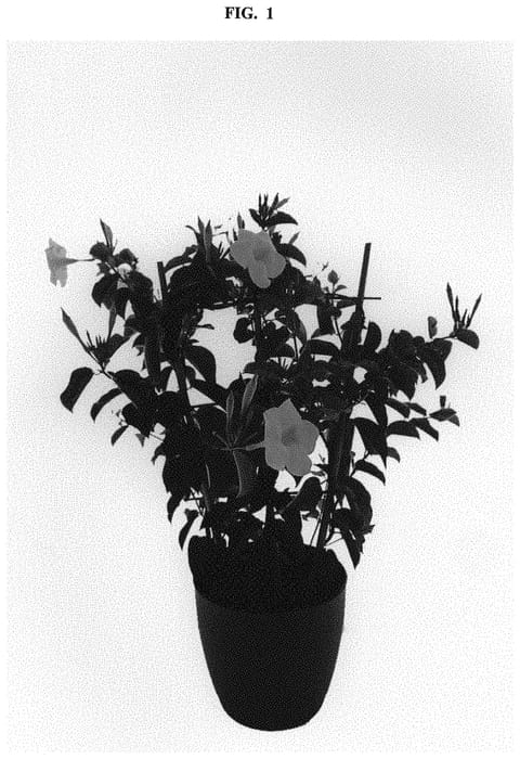 Figure 1 of US plant patent PP32622, the photograph of Lanconnecticut printed in the patent.