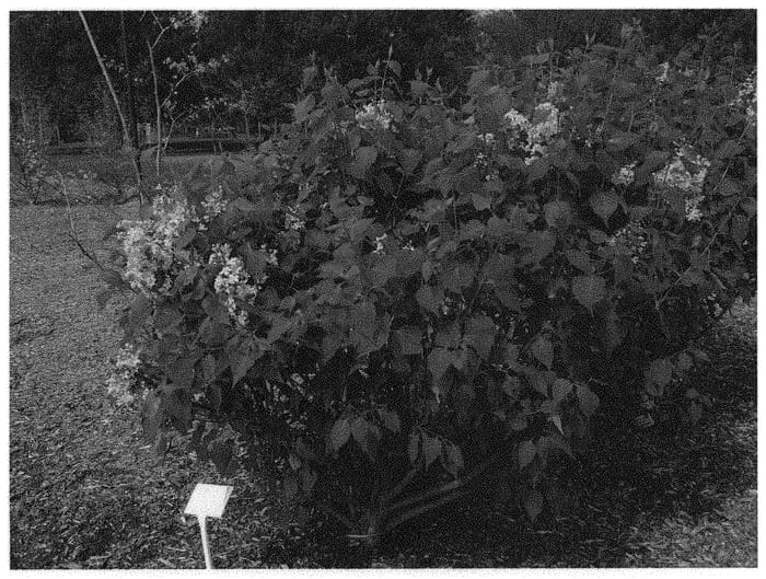 Figure 1 of US plant patent PP32623, the photograph of G13099 printed in the patent.