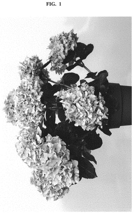 Figure 1 of US plant patent PP32624, the photograph of HIMOU printed in the patent.