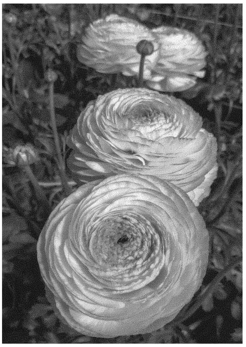 Figure 1 of US plant patent PP32625, the photograph of ABUNICORNO printed in the patent.