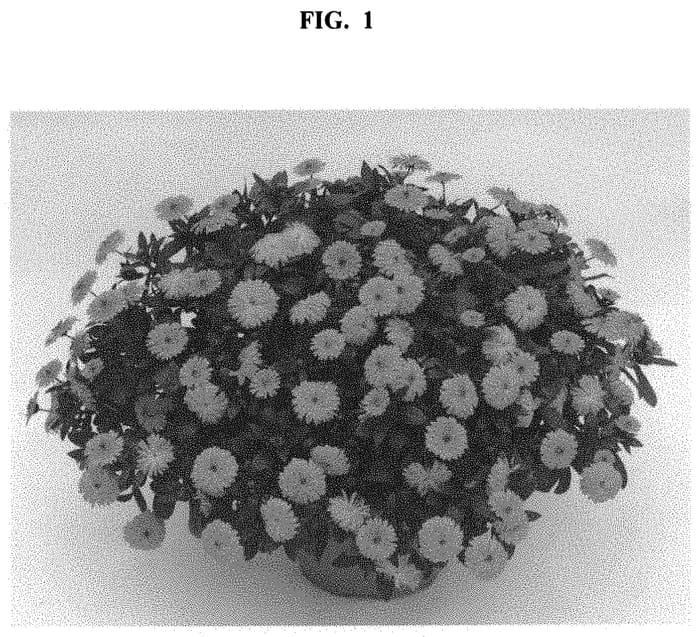 Figure 1 of US plant patent PP32626, the photograph of Kercaldivimp printed in the patent.