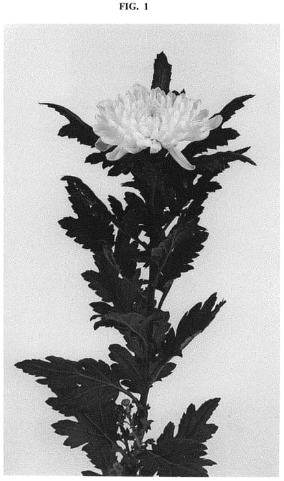 Figure 1 of US plant patent PP32627, the photograph of DLFSALM2 printed in the patent.