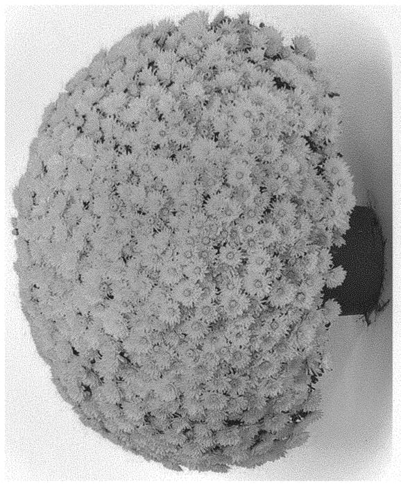Figure 1 of US plant patent PP32628, the photograph of G21SOU04YE printed in the patent.