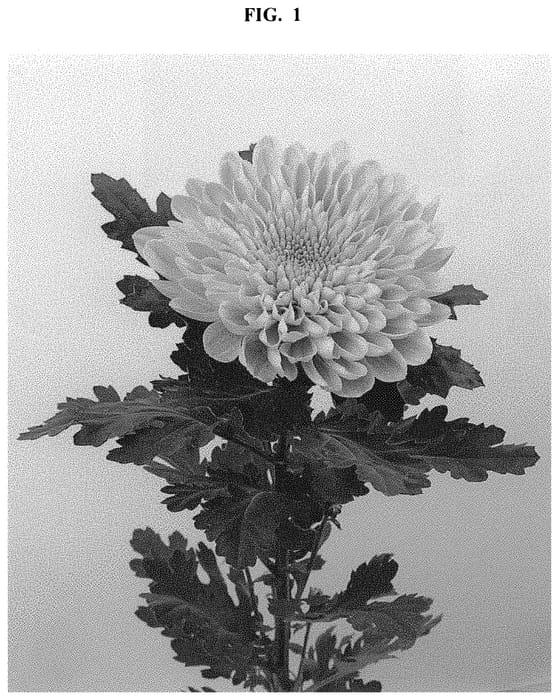 Figure 1 of US plant patent PP32629, the photograph of DLFLOTU3 printed in the patent.