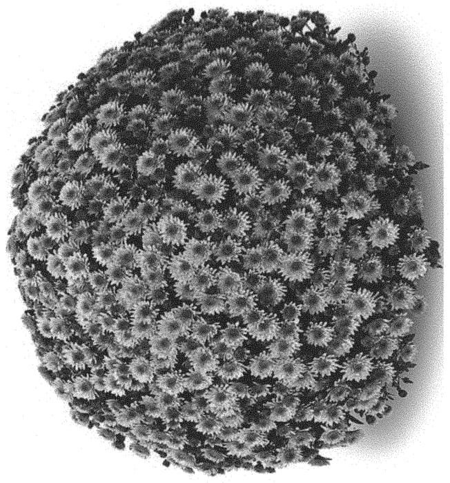 Figure 1 of US plant patent PP32630, the photograph of G21SOU06PI printed in the patent.