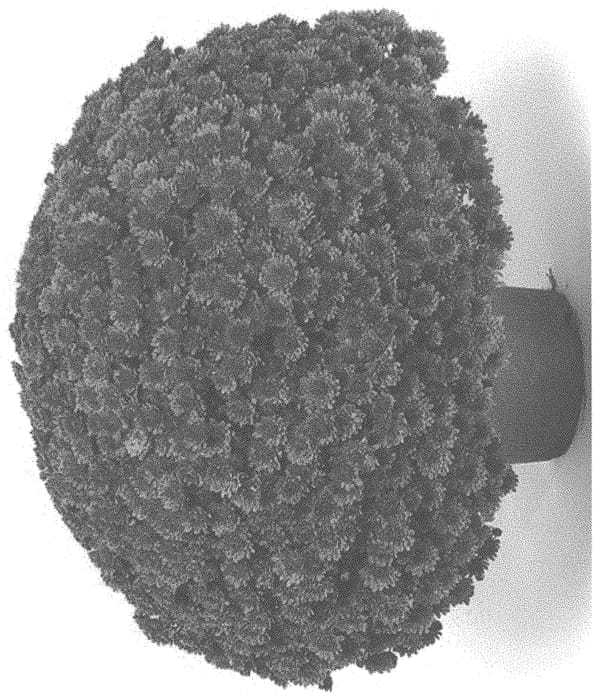 Figure 1 of US plant patent PP32631, the photograph of G21SOU14RE printed in the patent.